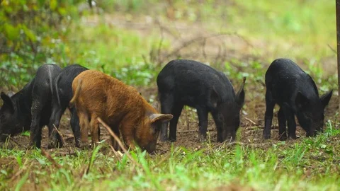 Wild Hog Piglets Stock Footage 95919578