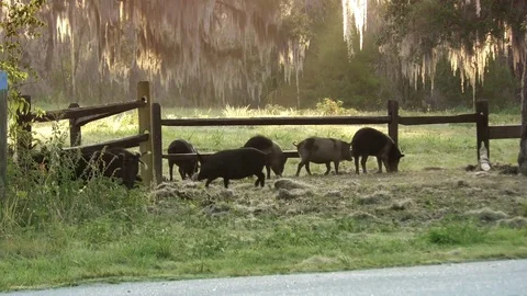 Wild hogs in Florida park Stock Footage 74774067