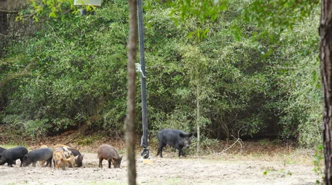 Wild Hogs Видео 58905307