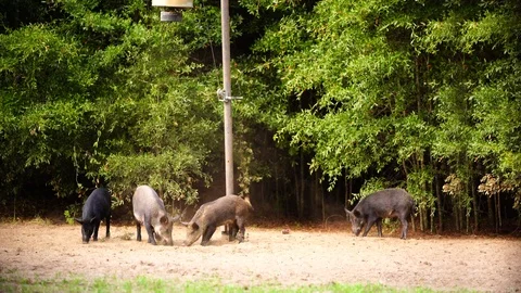 Wild Hogs Vídeos de archivo 116690936