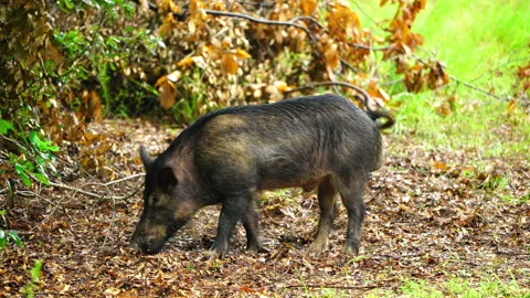 Wild Hogs 動画素材 141302404