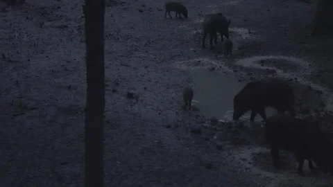 Wild hogs at night Stock Footage 157424562