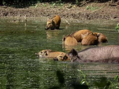 Wild hogs Foto stock