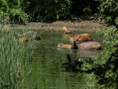 Wild hogs Foto stock