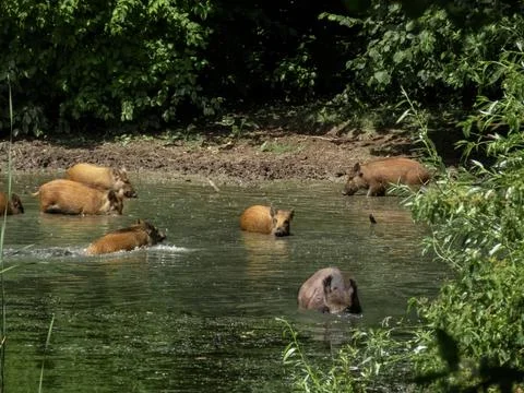 Wild hogs Stock Photos
