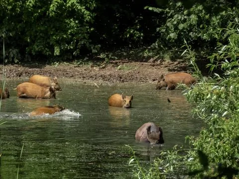 Wild hogs Foto stock