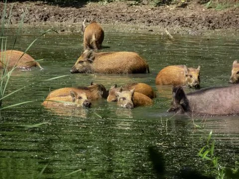 Wild hogs Foto stock