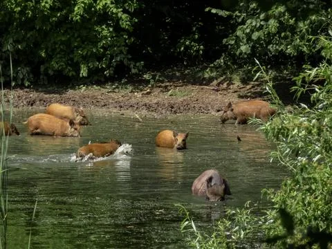 Wild hogs Foto stock
