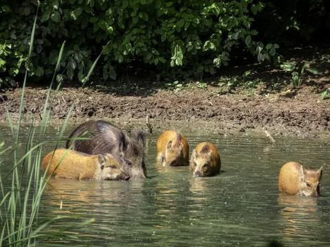 Wild hogs Foto stock