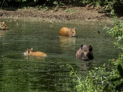 Wild hogs Foto stock
