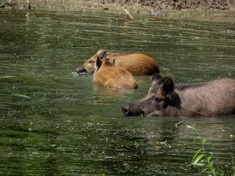 Wild hogs Foto stock