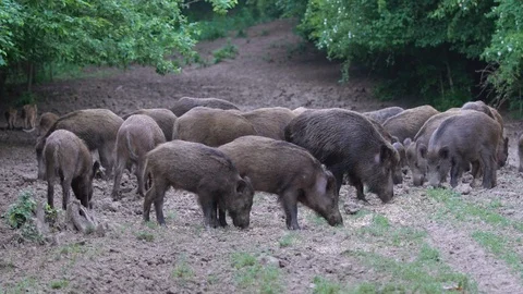 Wild hogs rooting Stock Footage 93382499
