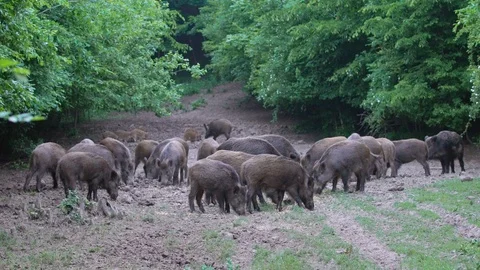 Wild hogs rooting Stock Footage 93382532