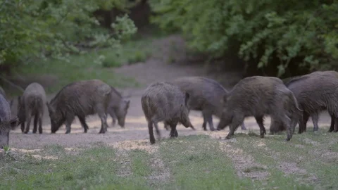 Wild hogs rooting int the forest Stock Footage 107513681