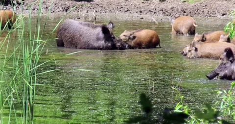 Wild hogs swimming Stock Footage 199116413