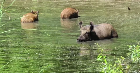 Wild hogs in the water Stock Footage 199174806