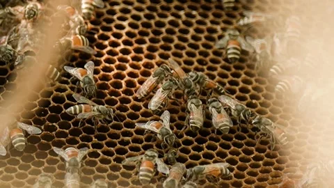 Wild Honey Bee Hive on Tree Branch in Gujarat India 01 Stock Footage 337450959