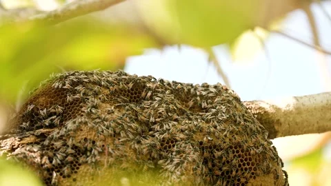 Wild Honey Bee Hive on Tree Branch in Gujarat India 02 Stock Footage 337450976