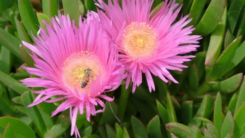 Wild Honey bee while collect pollen on marine flower,animal insect wildlife Stock Footage 196157042
