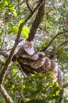 Wild honey bees constructing a large hive high in an oak tree Stock Photos