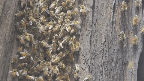 Wild honey bees Stock Footage 92966677