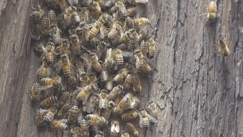 Wild honey bees Stock Footage 106694897