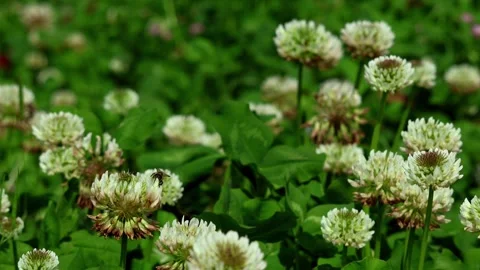 Wild Honey Bees Pollinating White Clover Flowers In Spring Daytime India Stock Footage 335031701