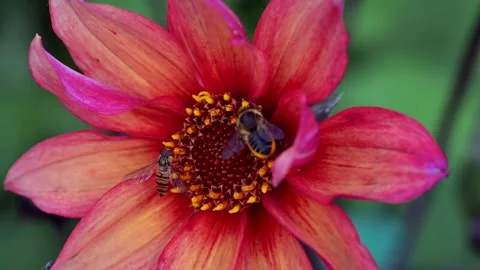 Wild Honeybee and Hoverfly on Waltzing Mathilda Dahlia Flower Stock Footage 321461564