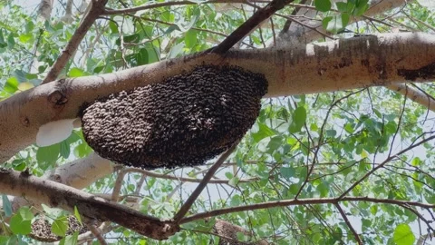 Wild Honeybee Hive Hanging Under Tree Branch Stock Footage 334012154