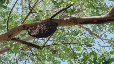 Wild Honeybee Hive Under Tree Canopy Stock Footage 334032897
