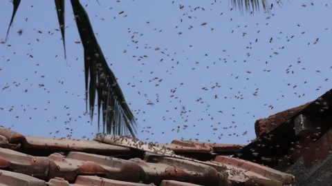Wild honeybees flying Stock Footage 336429491