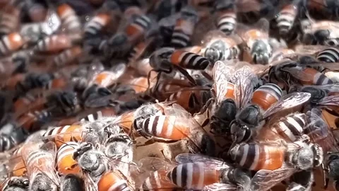 Wild honeybees groups, honeybees at working Stock Footage 171096253