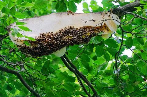 Wild honeycomb with large bees on tree branch closeup. Stock Photos