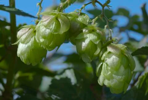 Wild Hop Branch Stock Photos