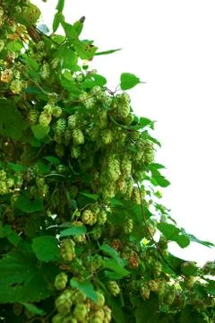 Wild hops. Isolated composition on white background Stock Photos