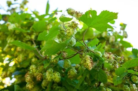 Wild hops. Isolated composition on white background Stock Photos