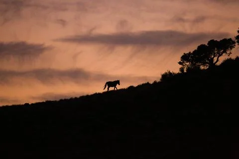 Wild horse 2 Stock Photos