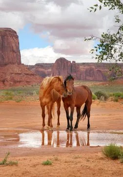Wild horse affection Stock Photos