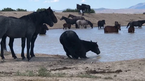 A wild horse bathing in a natural spring Stock Footage 116755214