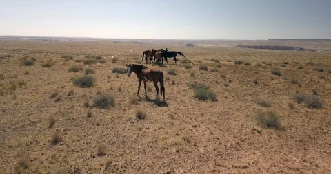 Wild horse carefully regards camera in wide open desert Video stock 117803085