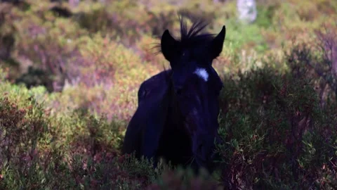 Wild Horse Close Up Stock Footage 177527809