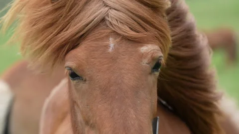 WILD HORSE CLOSE UP Stock Footage 313852484