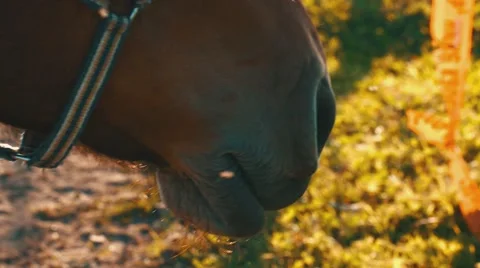 Wild Horse close-up at sunset Stock Footage 54616961