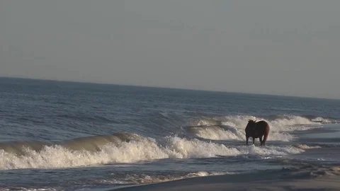 Wild horse down the beach. Stock Footage 93593489