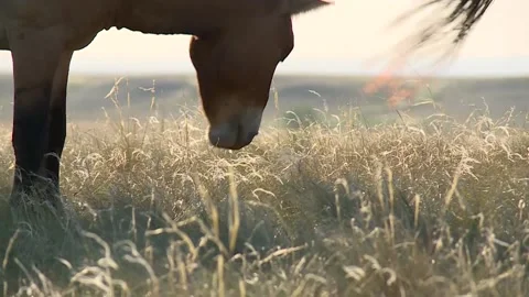A wild horse eats young grass in a field at sunset. close-up Stock Footage 221818833