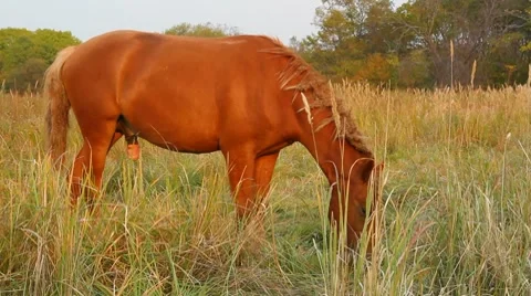 Wild horse Stock Footage 8691090