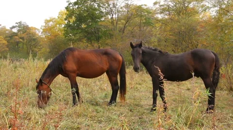 Wild horse Stock Footage 8691160