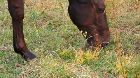 Wild horse Stock Footage 8691168