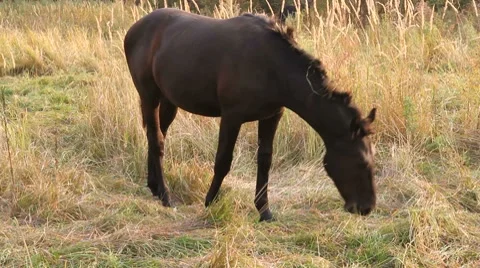 Wild horse Stock Footage 8691351