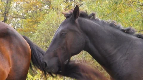 Wild horse Stock Footage 8691385